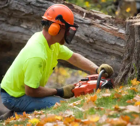 tree services Staten Island